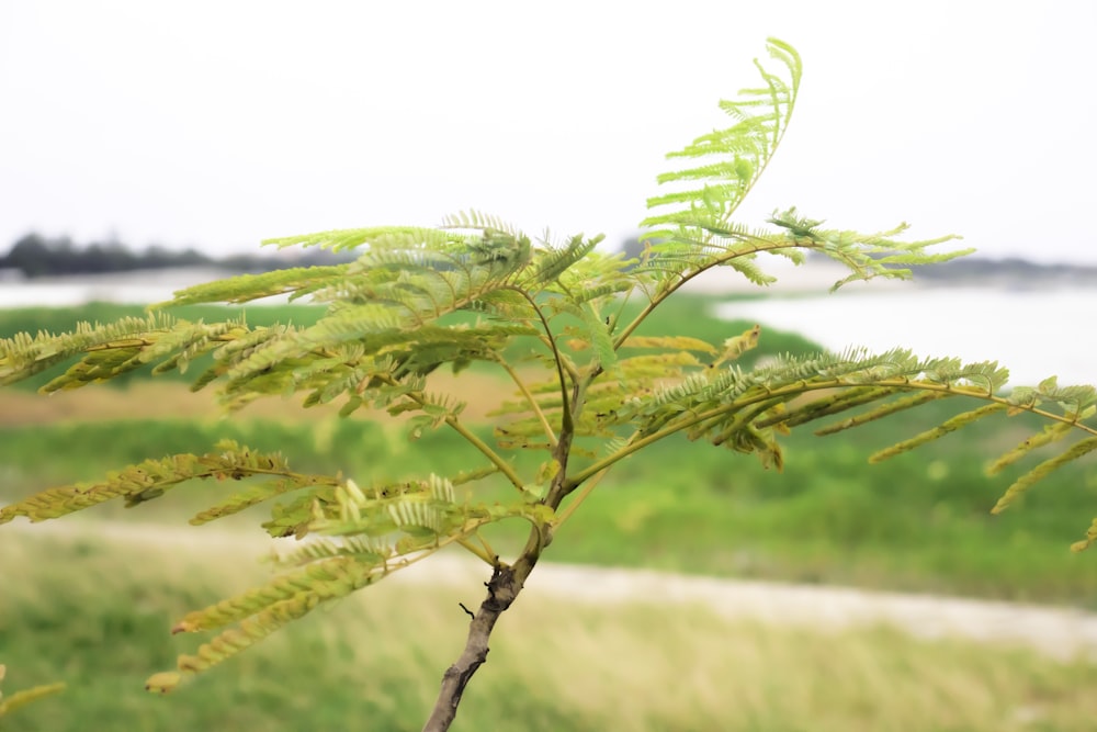 a close up of a plant with a body of water in the background