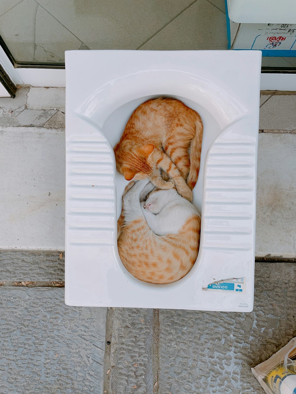 a couple of cats laying inside of a white box