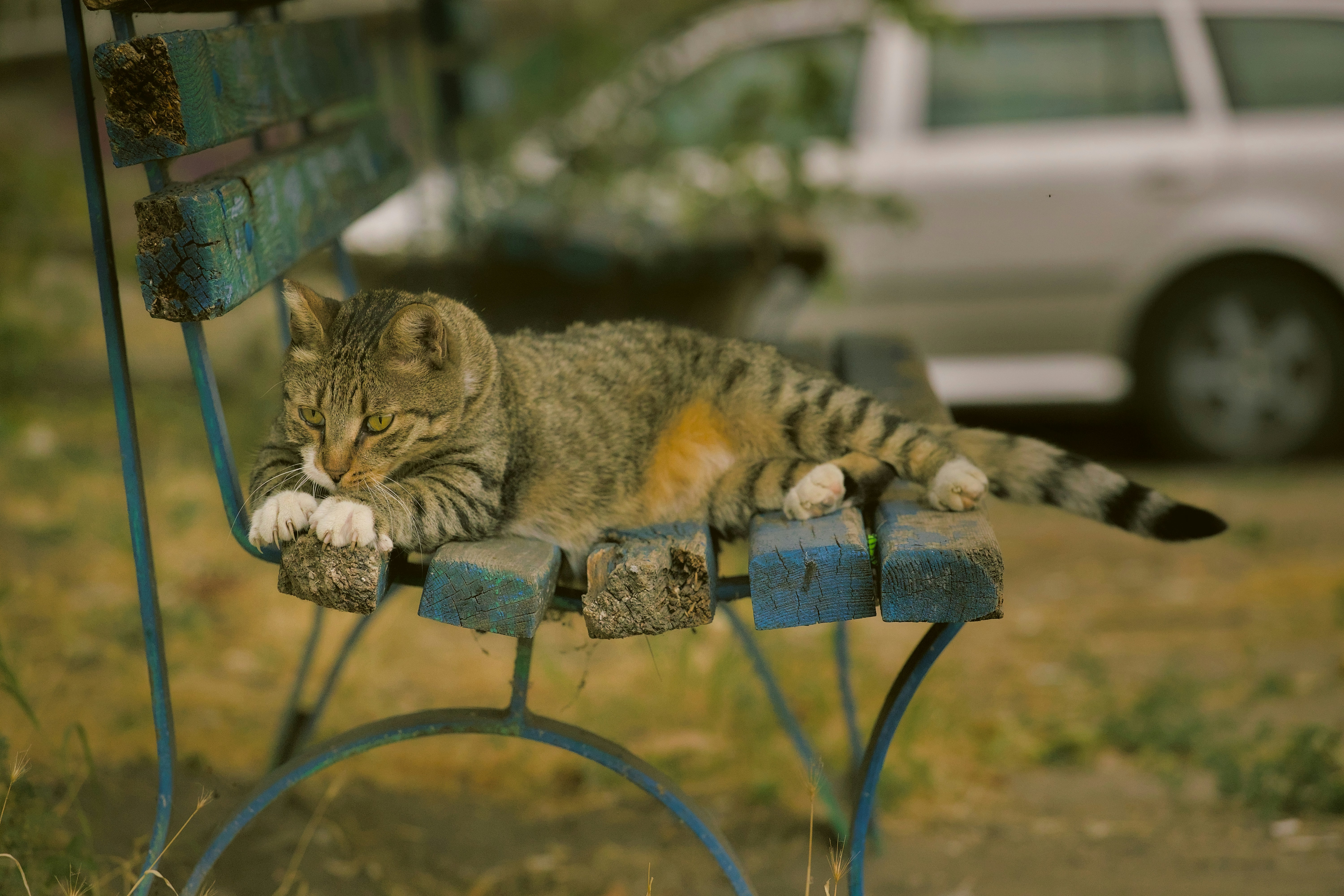 a cat laying on top of a blue bench