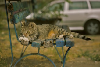 a cat laying on top of a blue bench