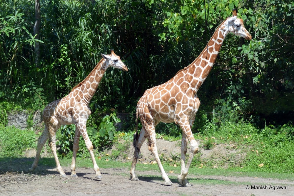 a couple of giraffes walking across a dirt road