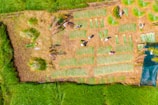 Aerial view of a field where people are engaged in agricultural activities. There are patches of grass arranged in an orderly manner and several individuals are scattered across the field. The surrounding area is lush green, indicating healthy vegetation.