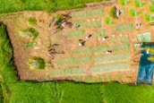 Aerial view of a field where people are engaged in agricultural activities. There are patches of grass arranged in an orderly manner and several individuals are scattered across the field. The surrounding area is lush green, indicating healthy vegetation.