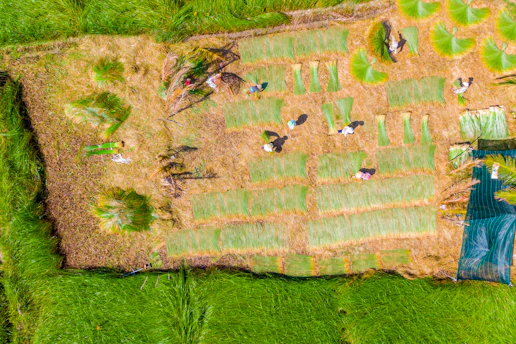 A vibrant aerial view of neat, green farm plots with people tending plants using tablets.