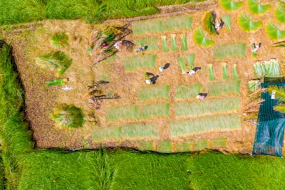 Aerial view of a field where people are engaged in agricultural activities. There are patches of grass arranged in an orderly manner and several individuals are scattered across the field. The surrounding area is lush green, indicating healthy vegetation.
