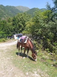 A brown horse with a white stripe on its face, grazing on a grassy patch amidst a lush green environment. The horse is equipped with a saddle and a purple blanket. In the background, a camper van is partially visible, parked near dense green foliage and hills under a clear blue sky.