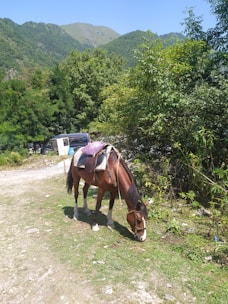 A brown horse with a white stripe on its face, grazing on a grassy patch amidst a lush green environment. The horse is equipped with a saddle and a purple blanket. In the background, a camper van is partially visible, parked near dense green foliage and hills under a clear blue sky.