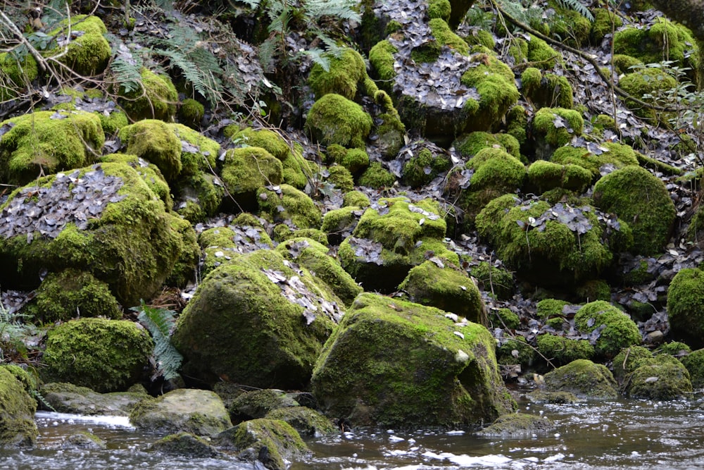 a bunch of mossy rocks covered in water