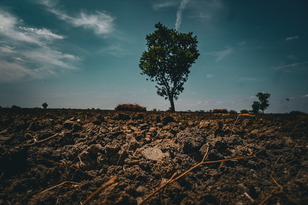 a lone tree stands in the middle of a barren field