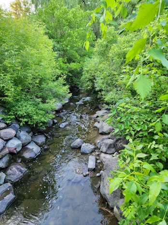 A serene stream flowing through a lush green forest symbolizing fresh ideas and steady progress.