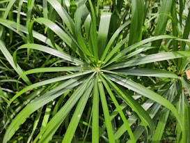 A close-up view of a lush, green plant with long, narrow, blade-like leaves arranged in a circular pattern. The leaves are vibrant and appear healthy, with some tiny flowers or seed heads in the center.