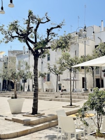 a tree in the middle of a courtyard