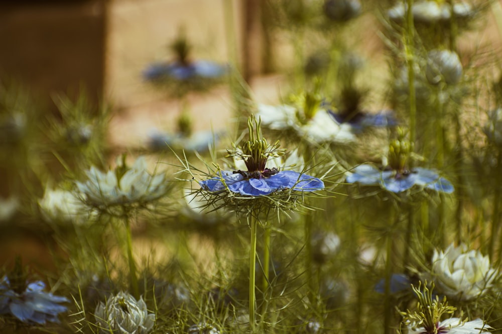 ein Feld aus blauen und weißen Blumen mit einem Gebäude im Hintergrund