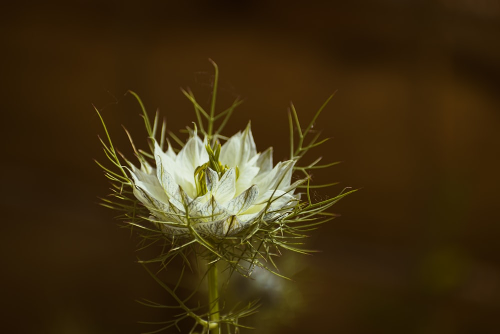 a close up of a white flower on a stem