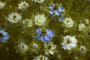 a group of blue and white flowers in a field
