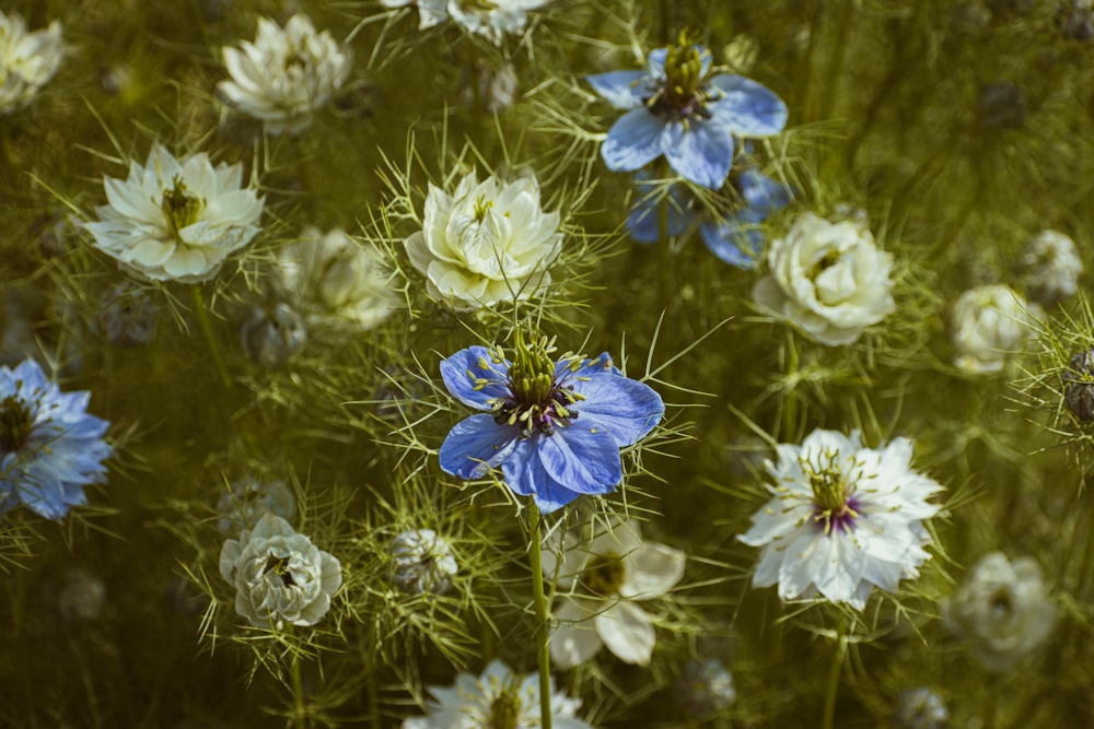 a group of blue and white flowers in a field