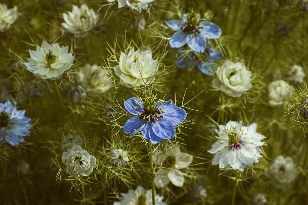 eine Gruppe blauer und weißer Blumen auf einem Feld
