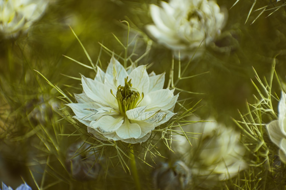 a close up of a white flower in a field