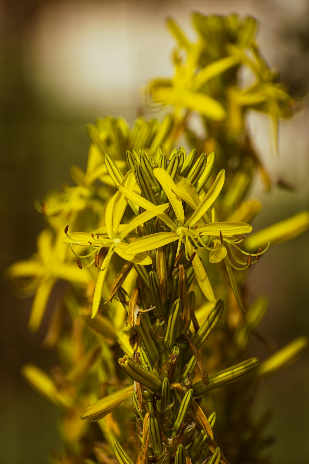 a close up of a plant with yellow flowers