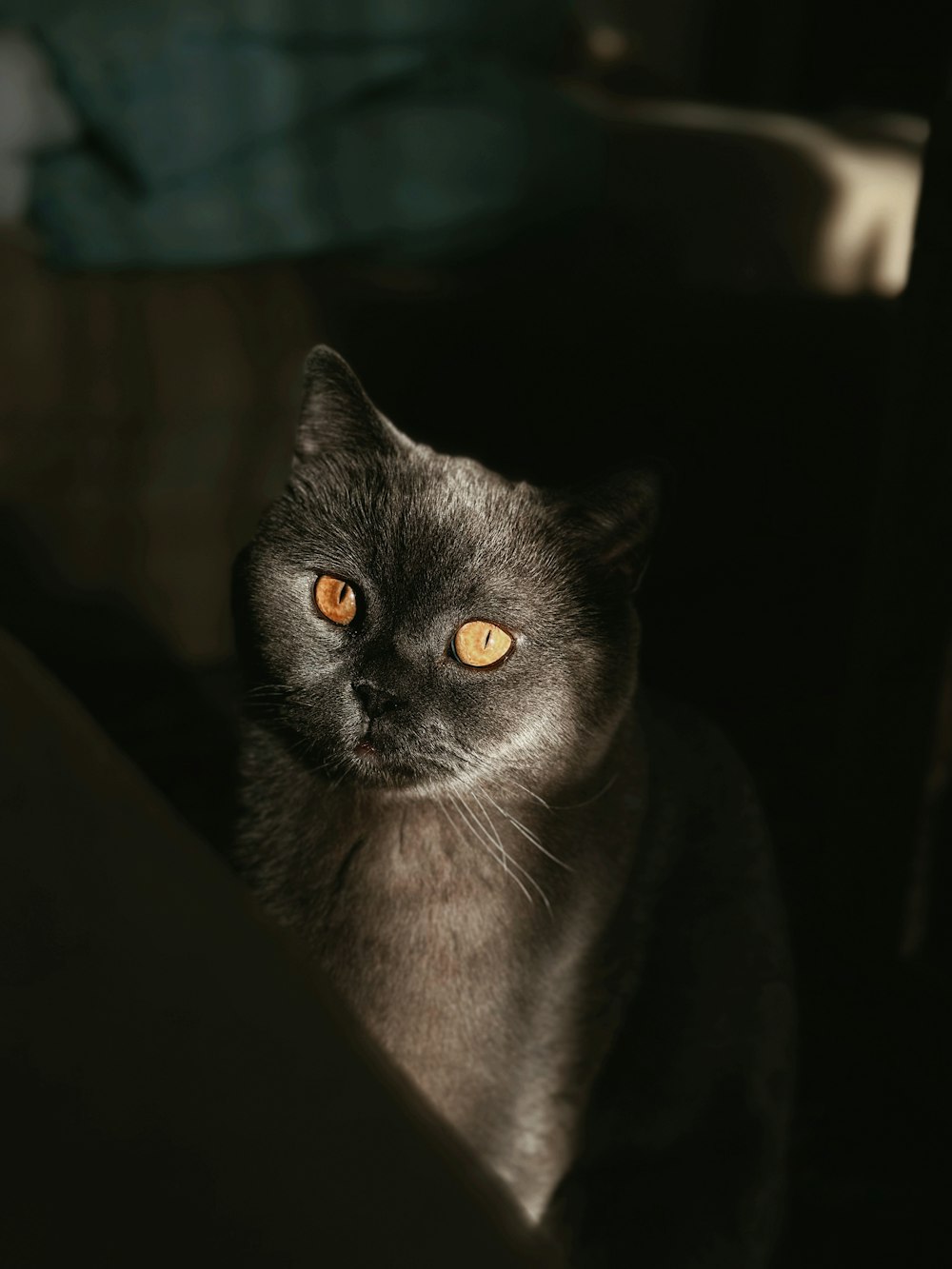 eine schwarze Katze mit gelben Augen, die auf einer Couch sitzt