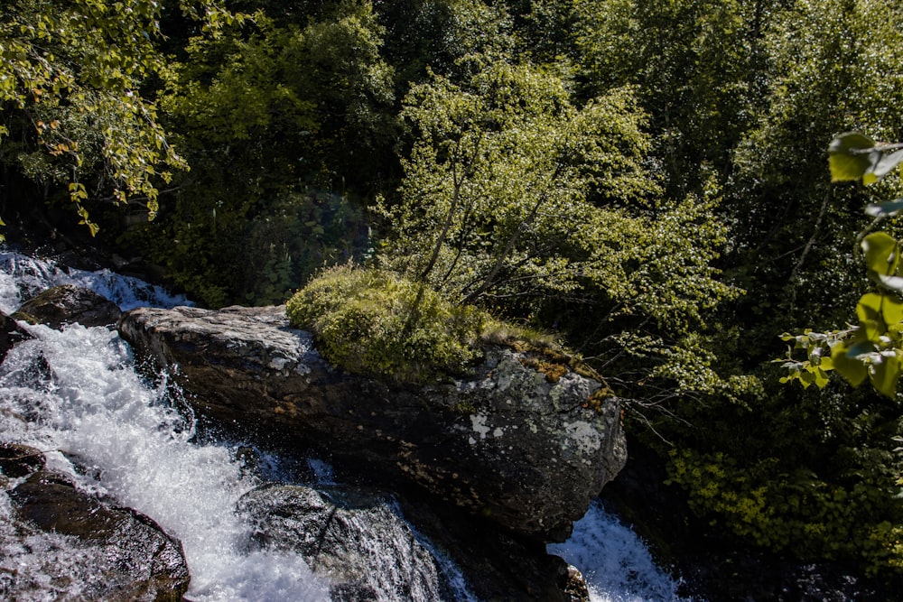 a river running through a lush green forest