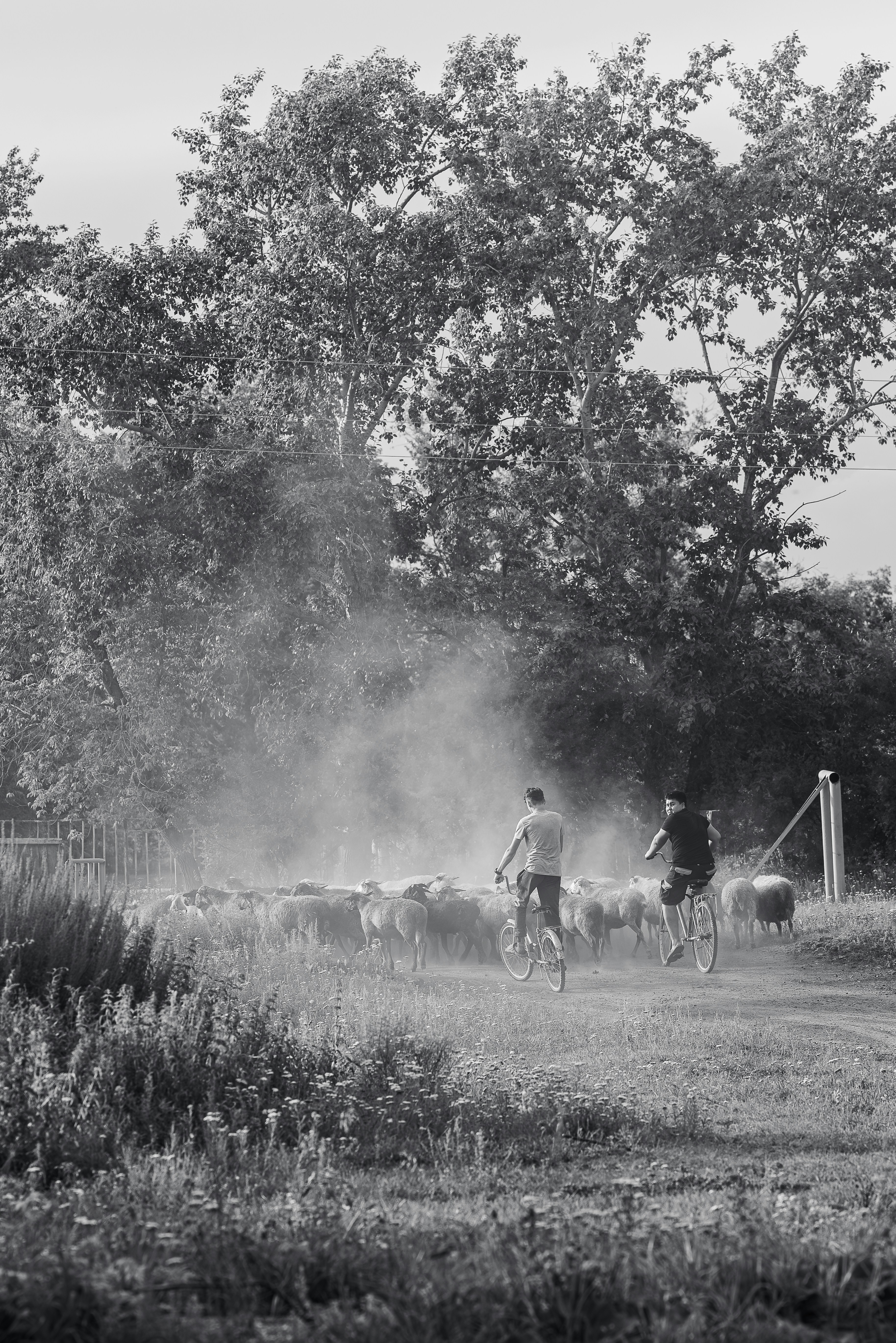 a couple of people riding bikes next to a herd of sheep