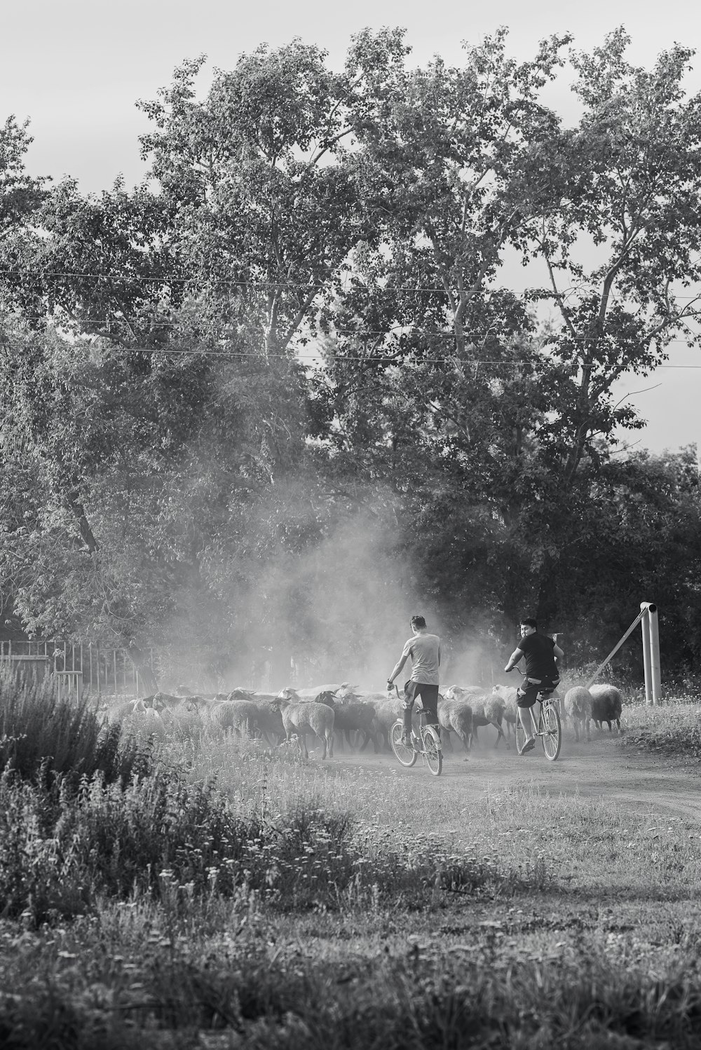 a couple of people riding bikes next to a herd of sheep