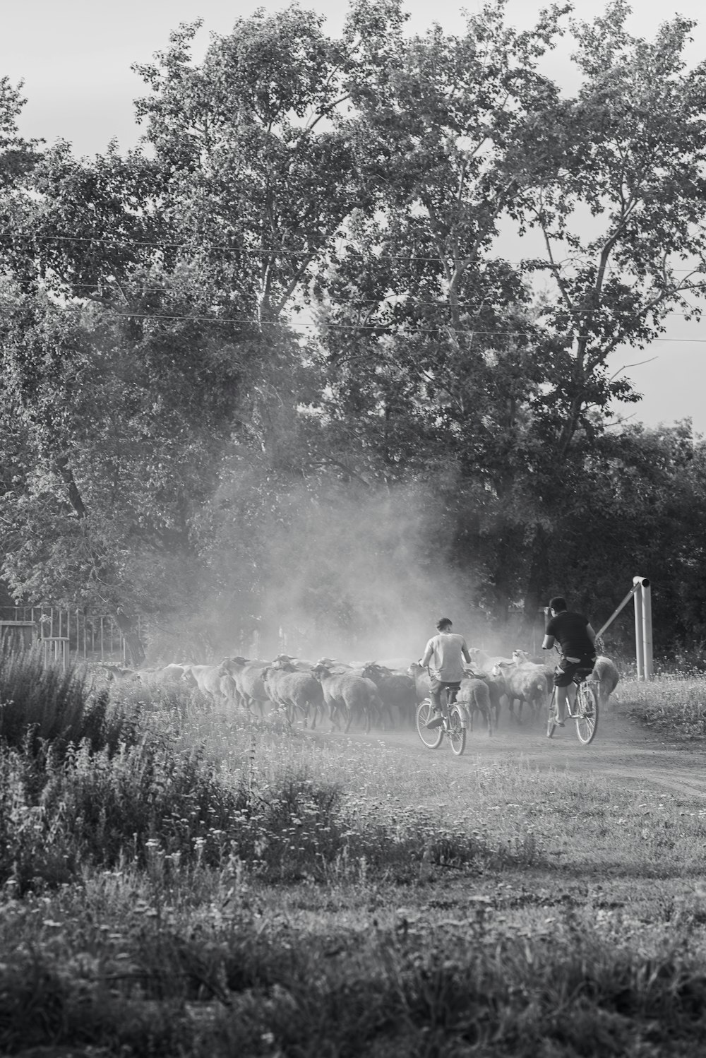 a black and white photo of a man on a bicycle with a herd of sheep