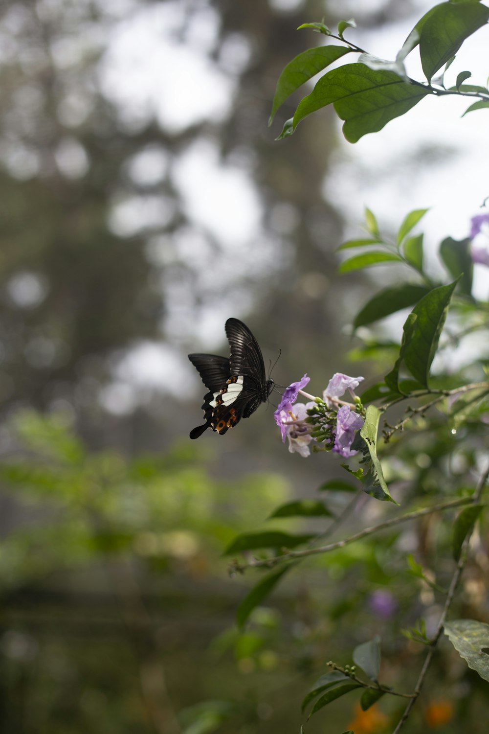 una farfalla in bianco e nero seduta su un fiore viola