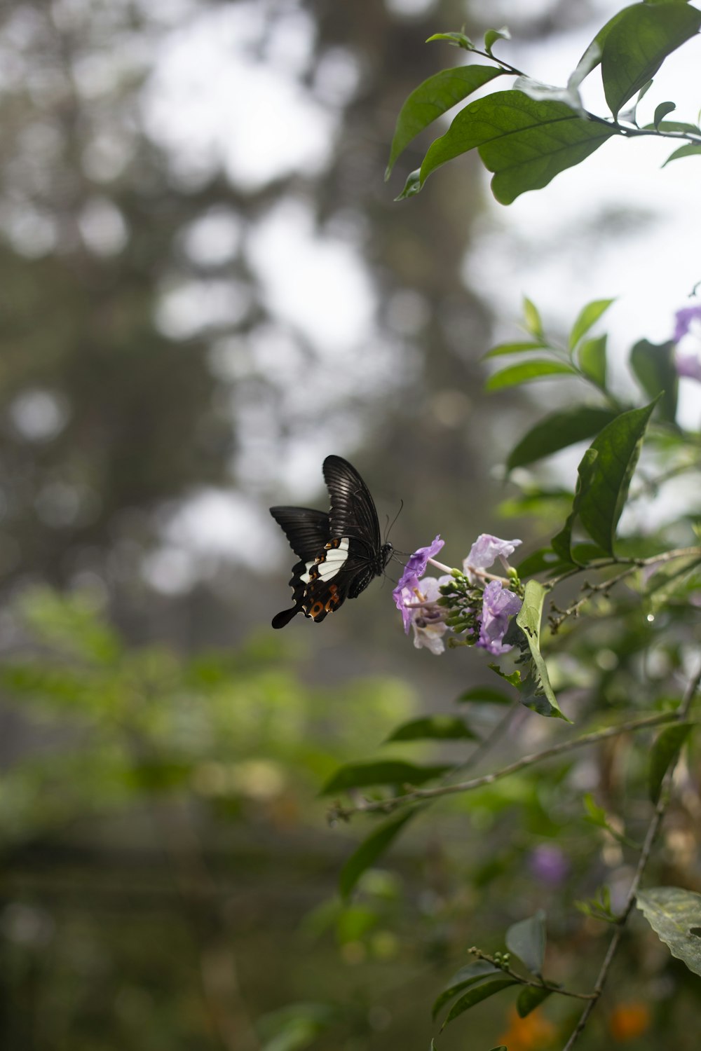 a black and white butterfly sitting on a purple flower