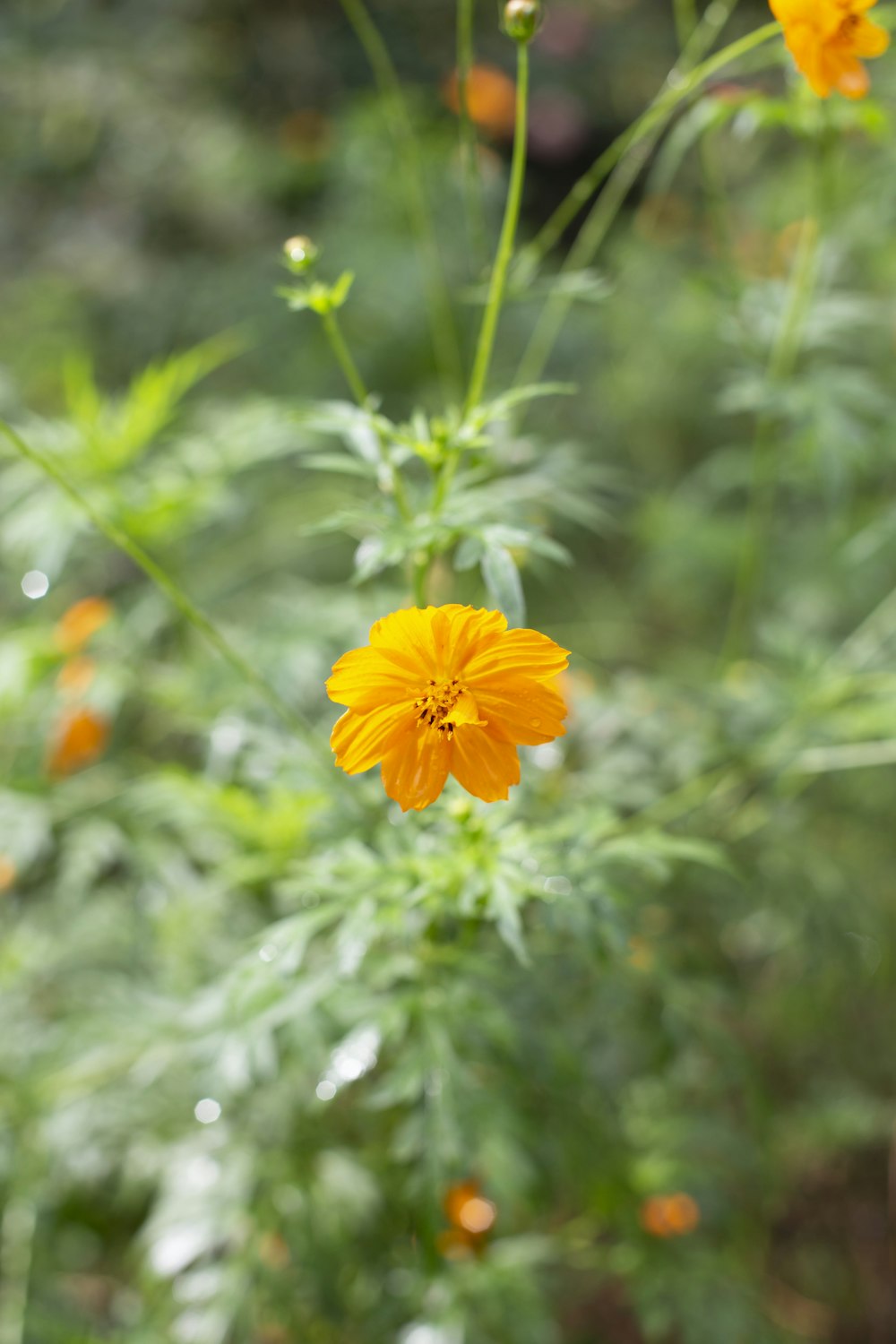 a close up of a yellow flower in a field