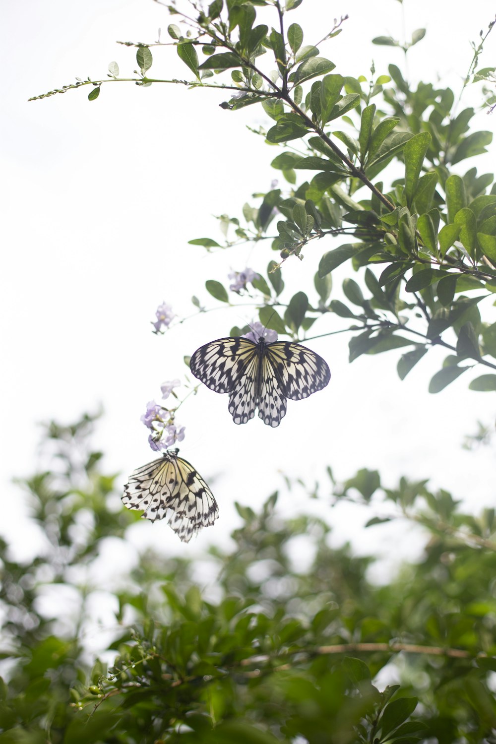 un paio di farfalle che sono su un albero
