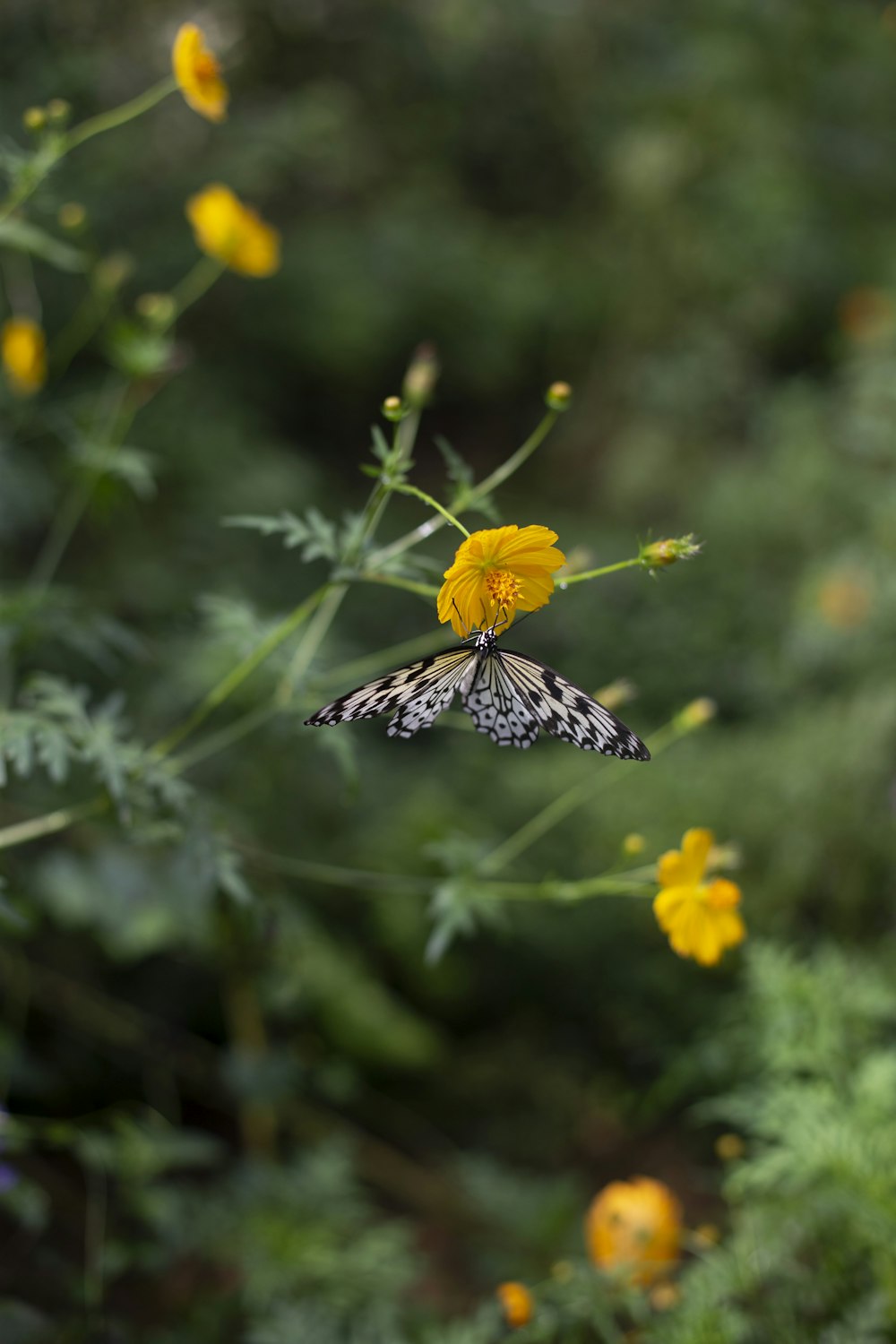 a black and white butterfly on a yellow flower