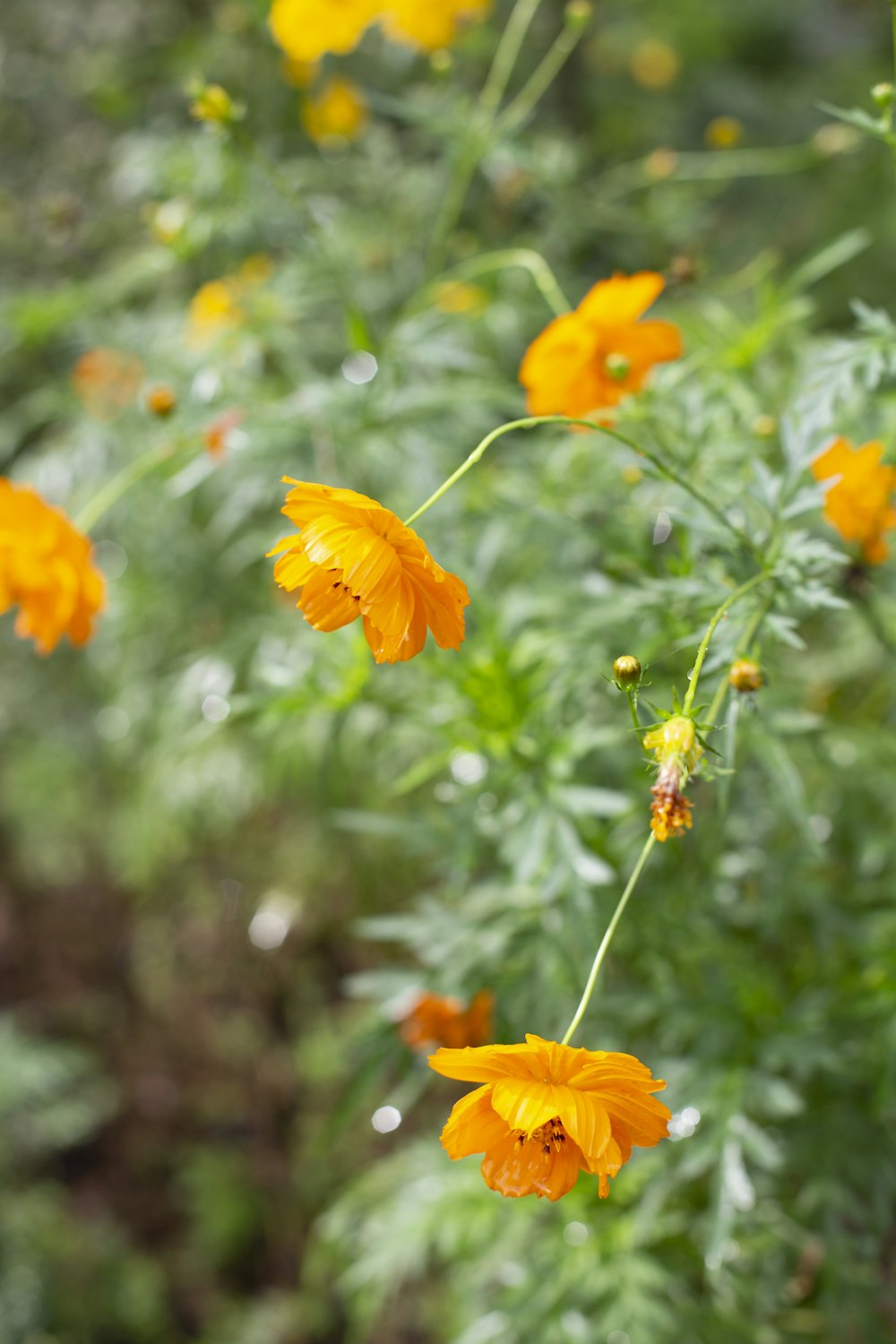 a bunch of yellow flowers that are in the grass