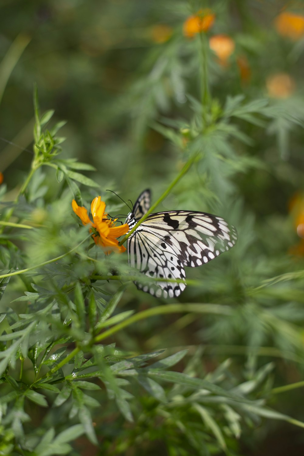 a black and white butterfly sitting on a yellow flower