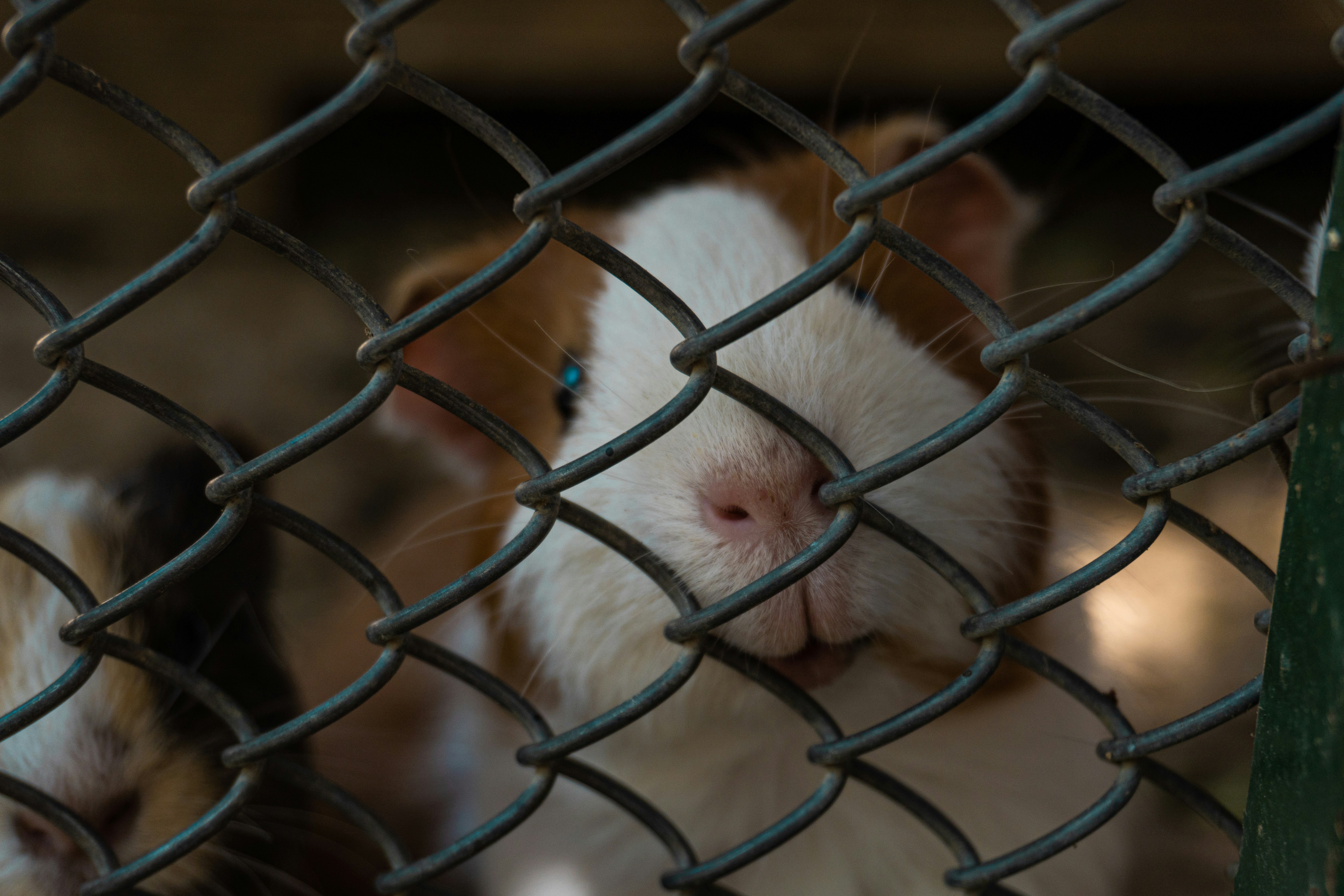 Best Guinea Pig Cages: 2026 Guide