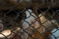 A guinea pig with a mix of brown and white fur is peering through a metal wire fence. Its nose is touching the wire, and its small paw is gripping the fence. The lighting is dim, creating a somewhat shadowy ambiance around the animal.