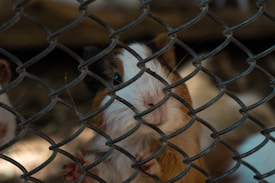 A guinea pig with a mix of brown and white fur is peering through a metal wire fence. Its nose is touching the wire, and its small paw is gripping the fence. The lighting is dim, creating a somewhat shadowy ambiance around the animal.