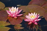 Two pink water lilies float on a dark pond surrounded by large, round green lily pads. The flowers have vibrant petals with hints of white and yellow centers. The water surface reflects light, creating soft reflections of the blossoms.