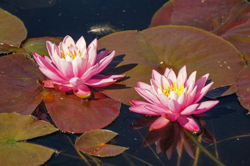 Two pink water lilies float on a dark pond surrounded by large, round green lily pads. The flowers have vibrant petals with hints of white and yellow centers. The water surface reflects light, creating soft reflections of the blossoms.