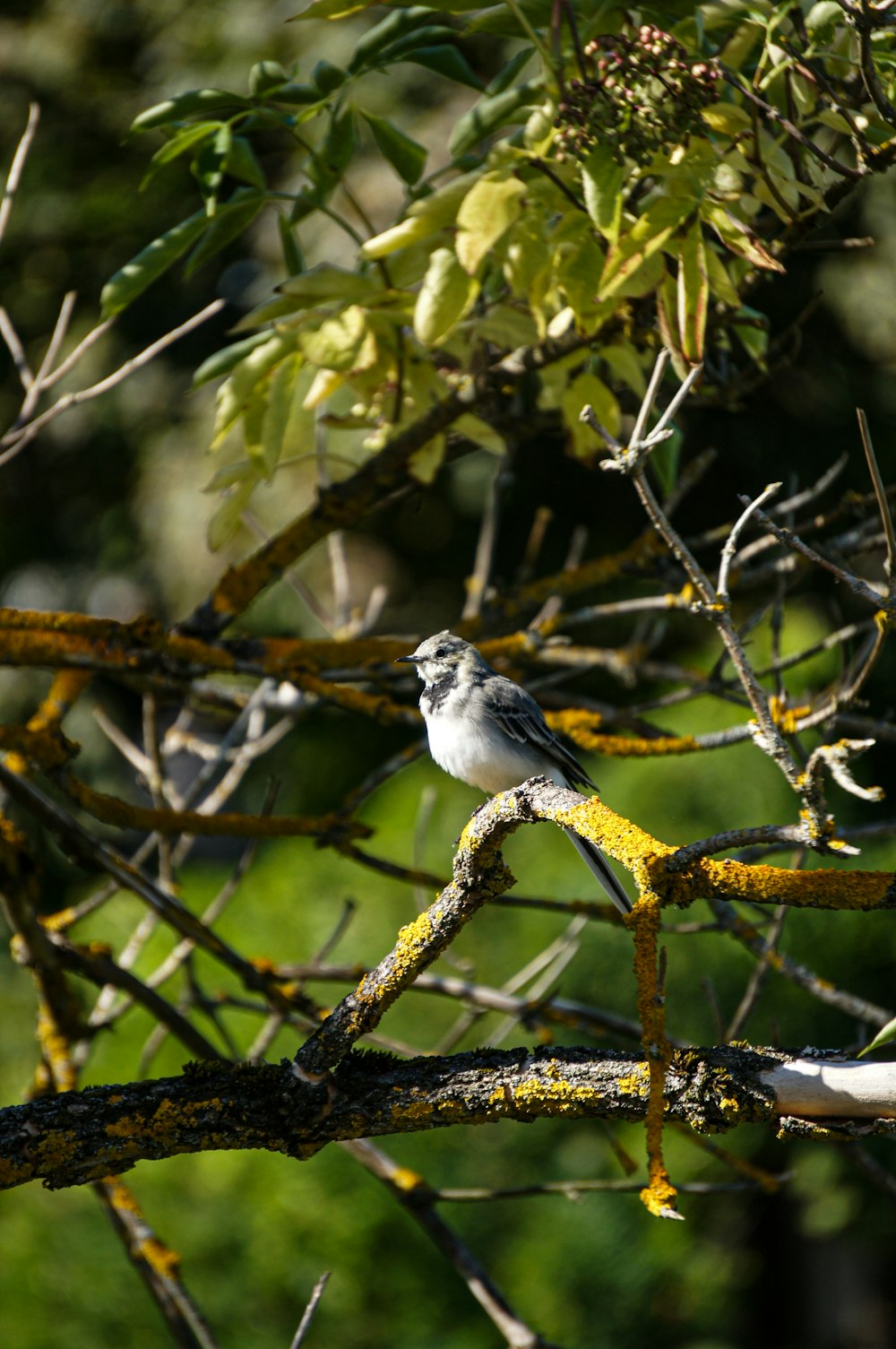 a small bird perched on a tree branch