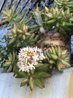 A plant with thick, pointed green leaves arranged in clusters, growing out of a decorated clay pot. The pot has a rustic design and sits on a white surface. Among the leaves, there is a prominent cluster of small, white flowers blooming. In the background, a dark patterned material is visible, creating a contrast with the light colors of the plant.