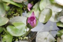 Close-up of water lilies blooming on a calm ornamental pond surface.