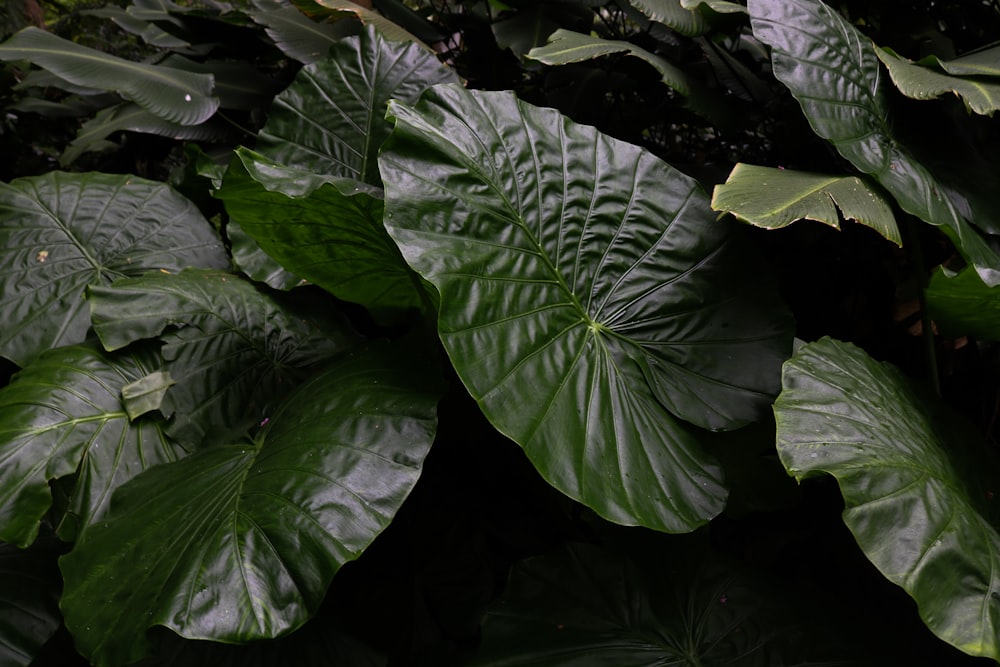 a close up of a bunch of green leaves