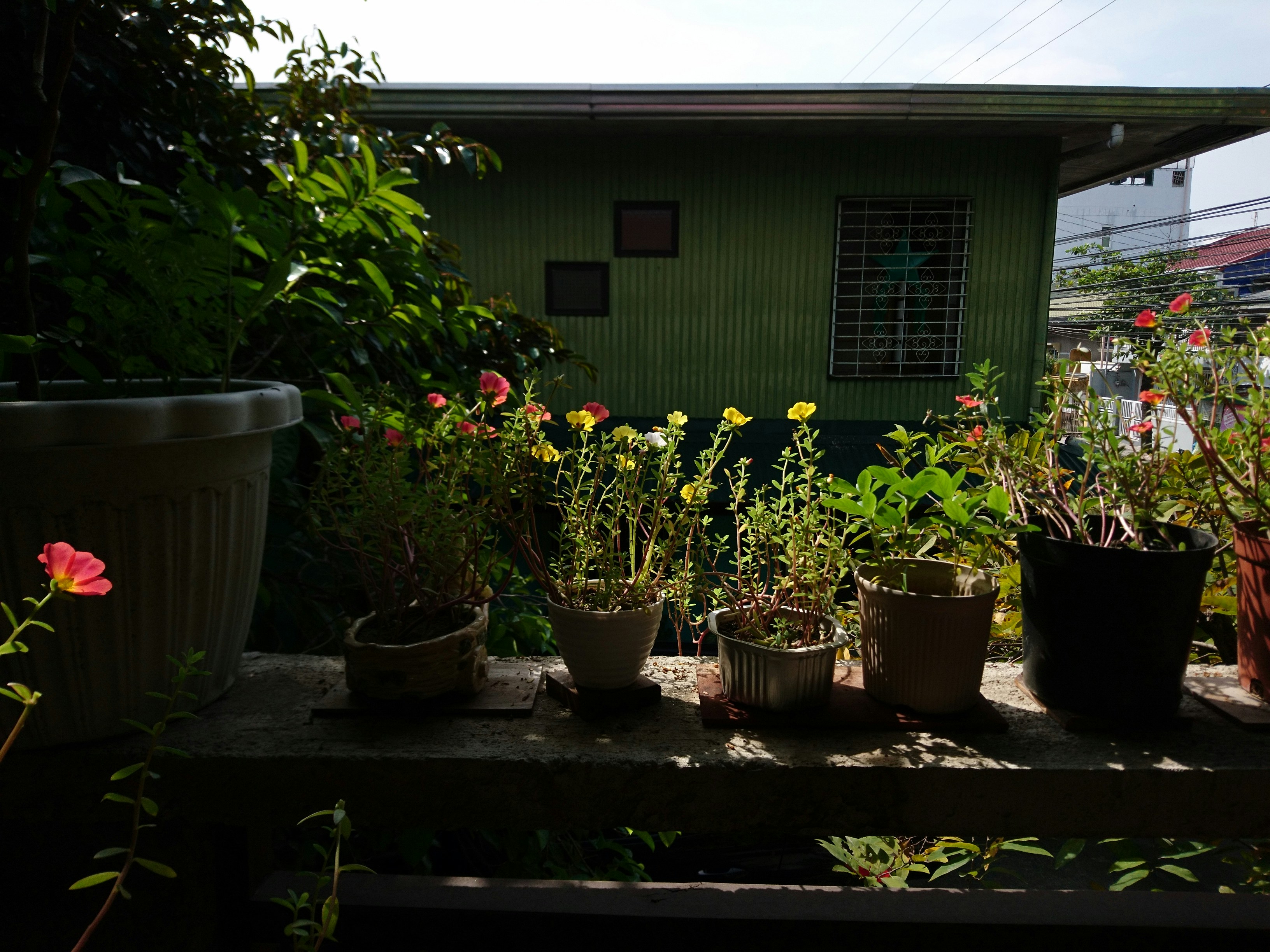 Photo by lhardeleon