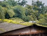 A corrugated metal roof covered with green moss and small plants, set against a backdrop of dense, lush trees and foliage. The roof appears weathered and aged, with visible rust marks. A silver water tank or similar structure sits atop the roof.
