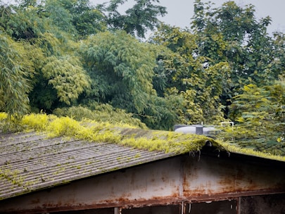 A corrugated metal roof covered with green moss and small plants, set against a backdrop of dense, lush trees and foliage. The roof appears weathered and aged, with visible rust marks. A silver water tank or similar structure sits atop the roof.