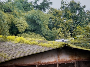 A corrugated metal roof covered with green moss and small plants, set against a backdrop of dense, lush trees and foliage. The roof appears weathered and aged, with visible rust marks. A silver water tank or similar structure sits atop the roof.
