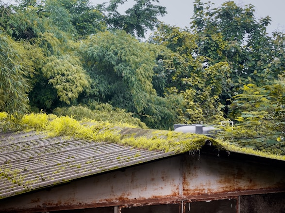 A corrugated metal roof covered with green moss and small plants, set against a backdrop of dense, lush trees and foliage. The roof appears weathered and aged, with visible rust marks. A silver water tank or similar structure sits atop the roof.