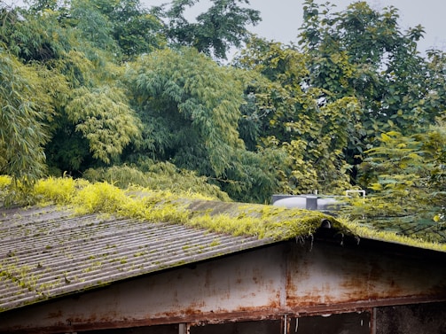 A corrugated metal roof covered with green moss and small plants, set against a backdrop of dense, lush trees and foliage. The roof appears weathered and aged, with visible rust marks. A silver water tank or similar structure sits atop the roof.